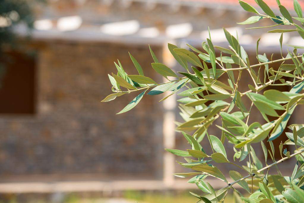 Olive Land Villas Лименария Стая снимка